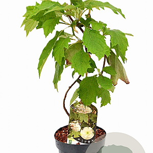 Hydrangea quercifolia 30-40 cm 3,0L