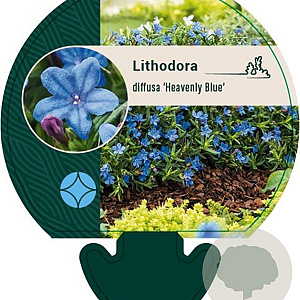 Lithodora d. 'Heavenly Blue' GM P9