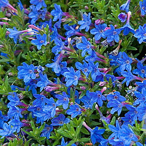 Lithodora d. 'Heavenly Blue' GM P9