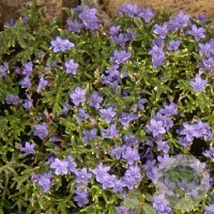 Lithodora d. 'Heavenly Blue' GM P9