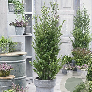 Ilex crenata Dark Green 50 cm 20L bol