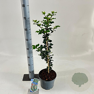 Ilex meserv. 'Blue Princess' 30-40 cm 3,0L