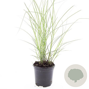Miscanthus sin. 'Kleine Silbersp.' GM 1.5