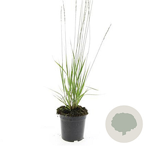 Molinia caerulea 'Heidebraut' GM 1.5