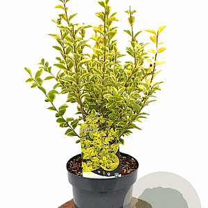 Ligustrum oval. 'Aureum' 30-40 cm 3,0L