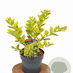 Ligustrum 'Vicaryi' 30-40 cm 3,0L
