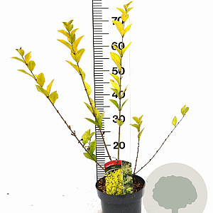 Ligustrum 'Vicaryi' 30-40 cm 3,0L