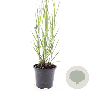 Panicum virgatum 'Heavy Metal' GM 1.5