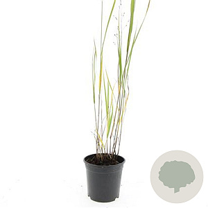 Panicum virgatum 'Heavy Metal' GM 1.5
