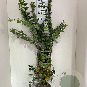 Lonicera fragrantissima 100-125 cm met kluit