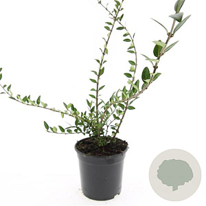 Lonicera pileata 'Purple Pearl' GM C1.3