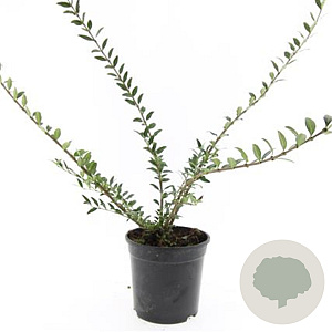 Lonicera pileata 'Purple Pearl' GM C1.3