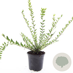 Lonicera pileata 'Purple Pearl' GM C1.3