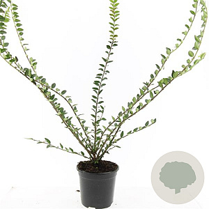 Lonicera pileata 'Purple Pearl' GM C1.3