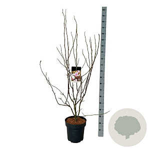Magnolia soulangeana 125-150 cm 15L