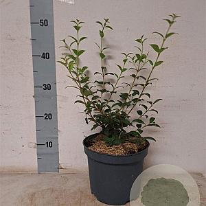 Osmanthus burkwoodii 30-40 cm 3,0L