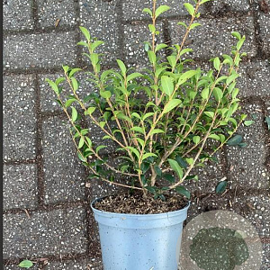 Osmanthus burkwoodii 30-40 cm 3,0L