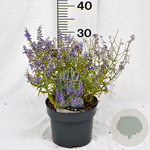 Perovskia atripl. Lacey Blue 25-30 cm 3,0L