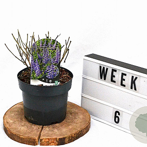 Perovskia atripl. Lacey Blue 25-30 cm 3,0L