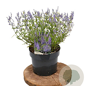 Perovskia atripl. Lacey Blue 25-30 cm 3,0L