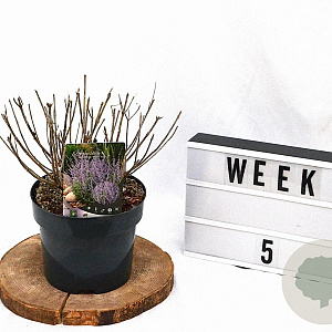 Perovskia atripl. 'Prime Time' 40-50 cm 3,0L