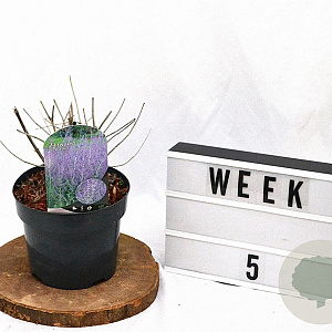 Perovskia 'Blue Spire' 30-40 cm 3,0L