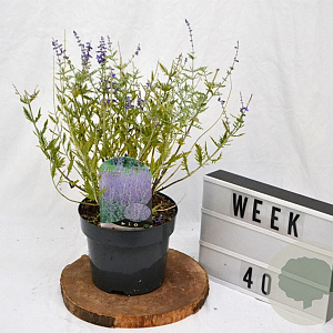 Perovskia 'Blue Spire' 30-40 cm 3,0L