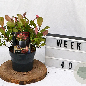 Photinia fraseri 'Little Fenna' 25-30 cm 2,0L