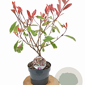 Photinia fraseri Louise 40-50 cm 3,0L