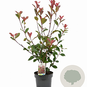 Photinia fraseri 'Mandarino' 25-40 cm 3,0L