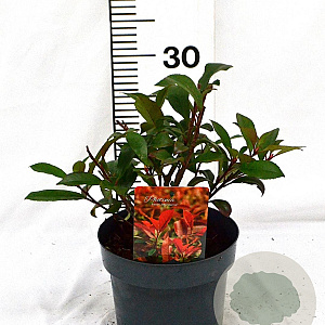 Photinia fraseri 'Mandarino' 25-40 cm 3,0L