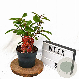 Photinia fraseri Red Light 40-50 cm 3,0L