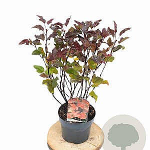 Physocarpus opulif. Diable d'Or 30-50 cm 3,0L