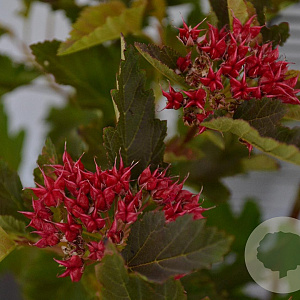 Physocarpus op. Little Leena 30-40 cm 3,0L