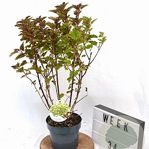 Physocarpus op. Little Leena 30-40 cm 3,0L