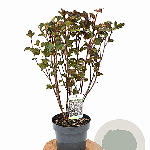 Physocarpus opulif. 'Red Baron' 30-50 cm 3,0L