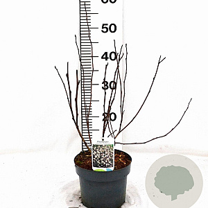 Physocarpus opulif. 'Red Baron' 30-50 cm 3,0L