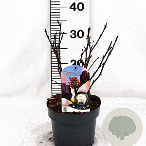 Physocarpus opulif. 'Rubella' 30-40 cm 3,0L