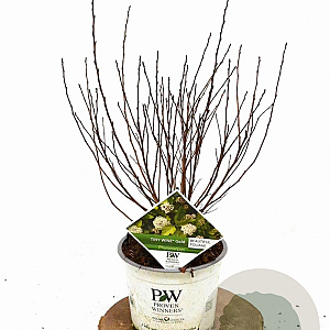 Physocarpus opulif. Tiny Wine Gold 30-50 cm 3,0L