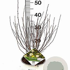 Physocarpus opulif. Tiny Wine Gold 30-50 cm 3,0L