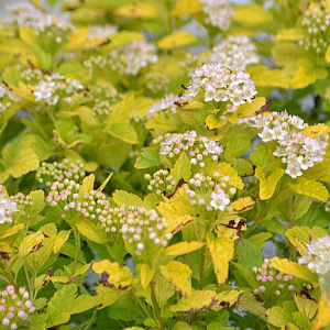 Physocarpus opulif. Tiny Wine Gold 30-50 cm 3,0L