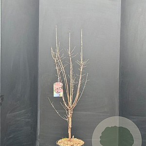 Acer griseum 100-125 cm 10L