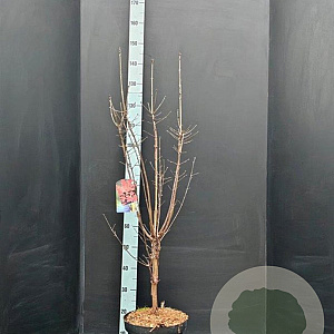 Acer griseum 100-125 cm 10L