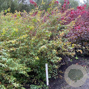 Acer palmatum 125-150 cm met kluit