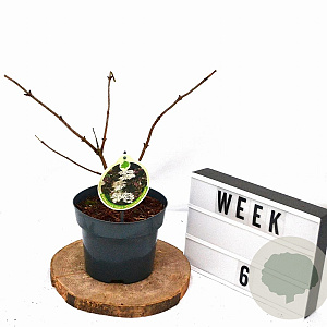 Sambucus nigra 'Guincho Purple' 30-40 cm 3,0L