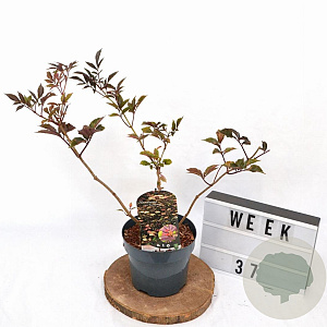 Sambucus nigra 'Thundercloud' 30-40 cm 3,0L