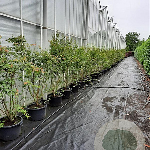 Acer palmatum 175-200 cm 30L