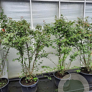 Acer palmatum 175-200 cm 30L