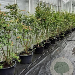 Acer palmatum 175-200 cm 30L