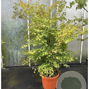 Acer palmatum 175-200 cm 30L
